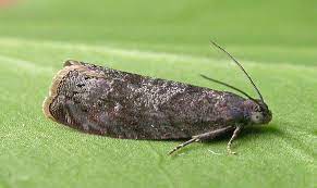 TCVN 12709-2-21:2024 về quy trình giám định ngài đục mận và anh đào để giảm thiệt hại